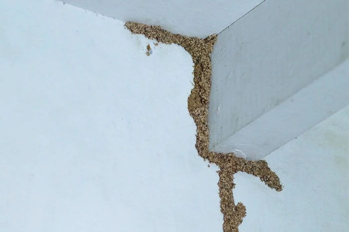 Termite Tubes: What You Need to Know and What to Do Next